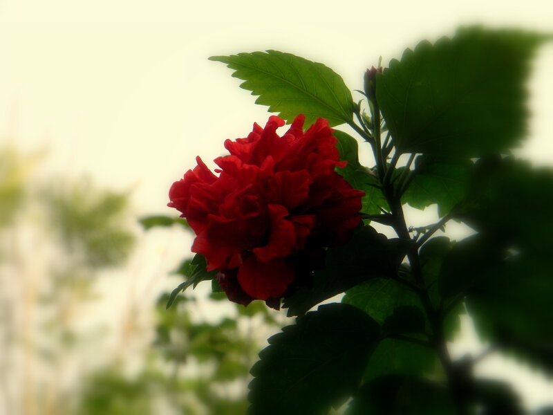 Red Hibiscus Flower — Serene, Afternoon