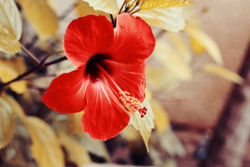 Red Hibiscus Flower — Serene, Autumn