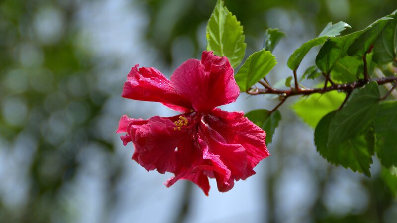 Red Hibiscus Flower — Serene, Photograph, Green Leaves, Branch