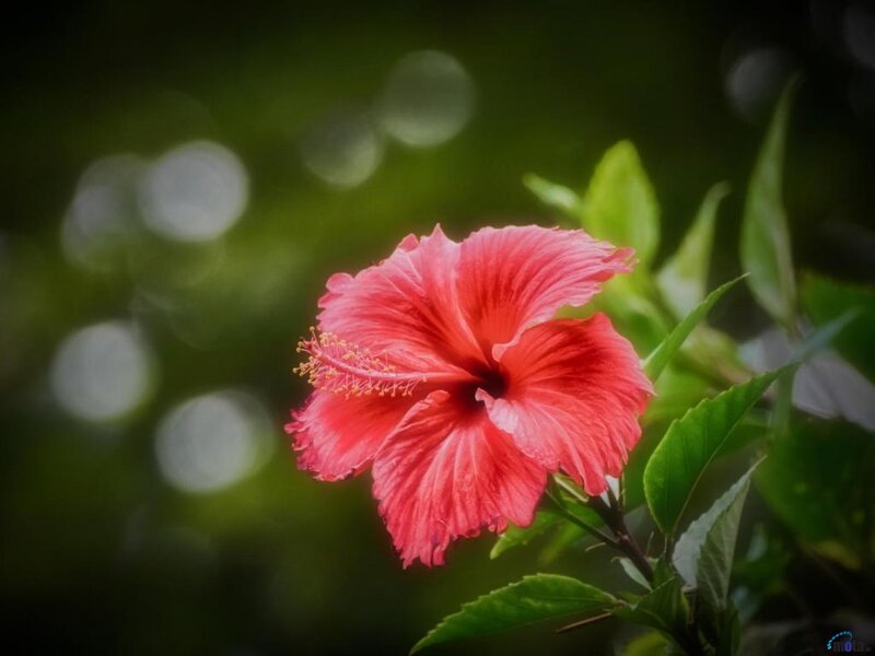 Red Hibiscus Flower — Serene, Photograph, Green Leaves