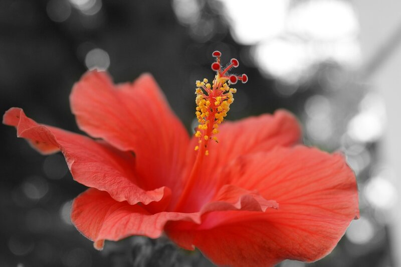 Red Hibiscus Flower — Serene, Photograph, Stamen
