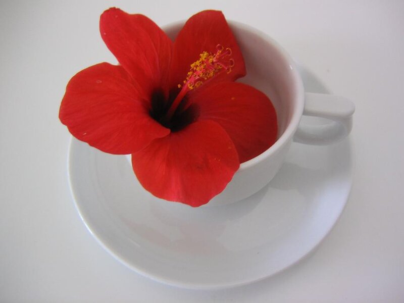 Red Hibiscus Flower — Serene, Photograph