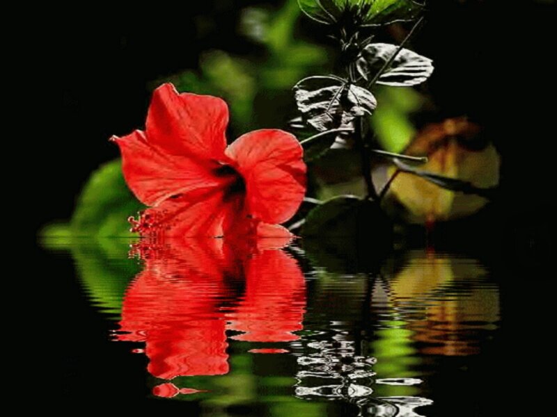 Red Hibiscus Flower — Serene, Photograph, Water