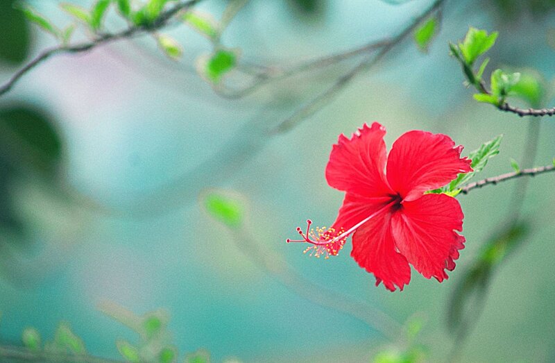Red Hibiscus Flower — Serene, Spring