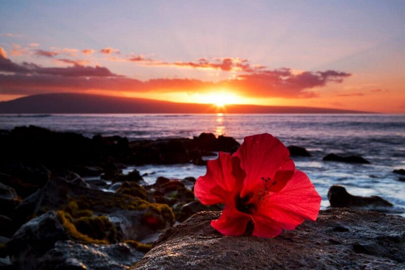 Red Hibiscus Flower — Serene, Sunset, Photograph, Ocean