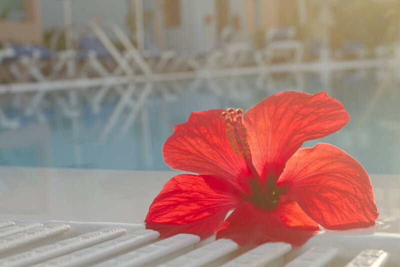 Red Hibiscus Flower — Serene, Sunset, Photograph, Pool
