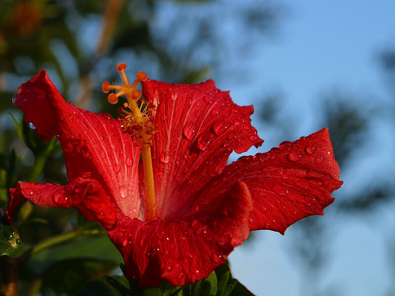 Red Hibiscus Flower — Serene, Sunset, Photograph