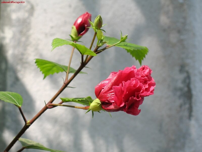 Red Hibiscus Flower — Serene