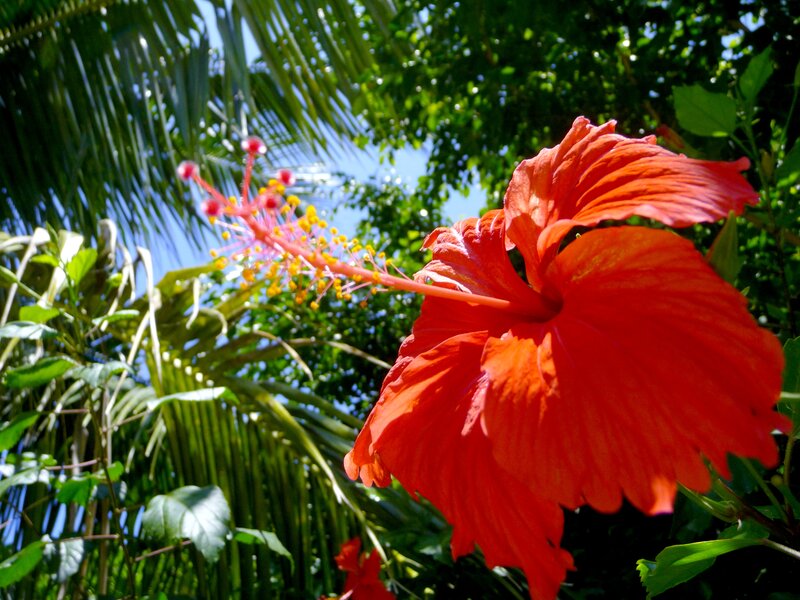 Red Hibiscus Flower — Tropical, Afternoon