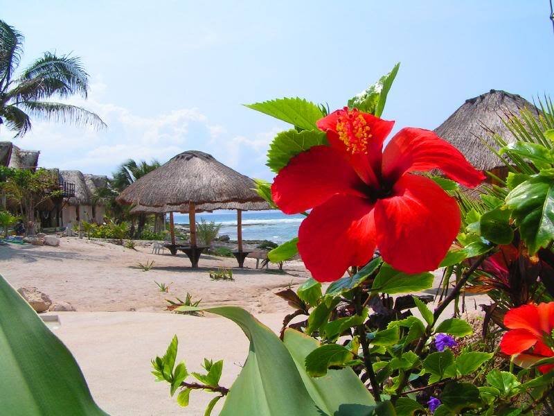 Red Hibiscus Flower — Tropical