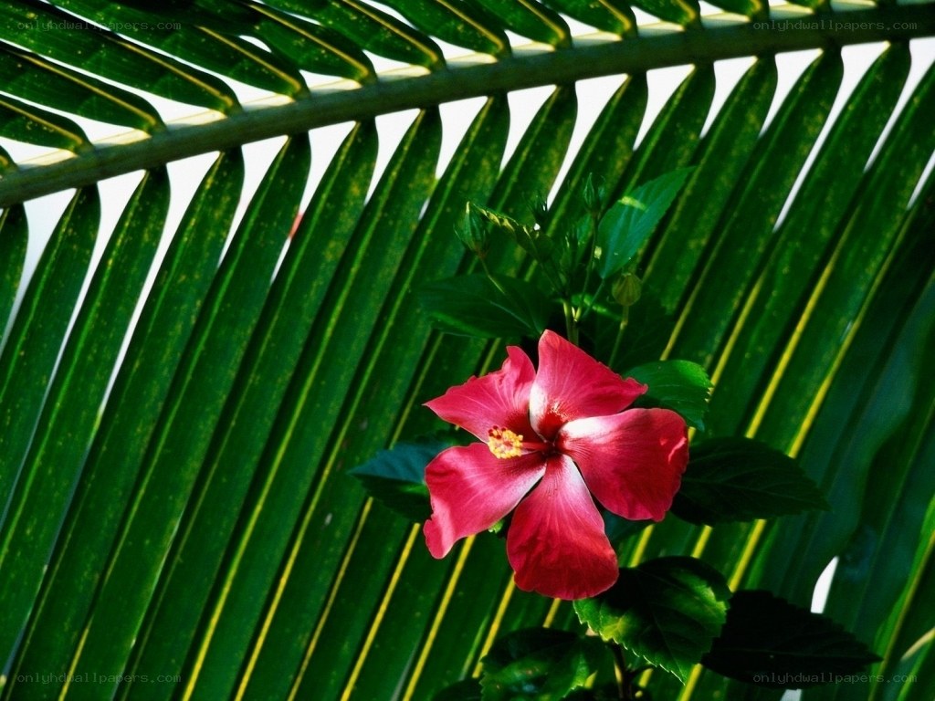 Red hibiscus flower under palm leaf