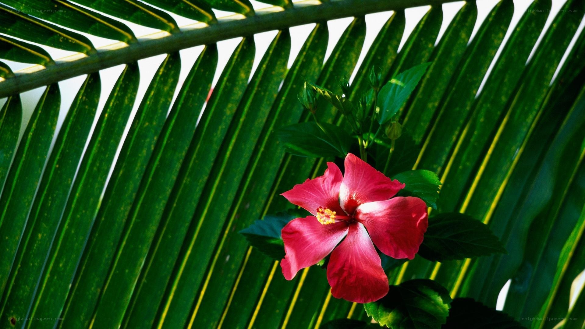 red hibiscus flower under palm leaf