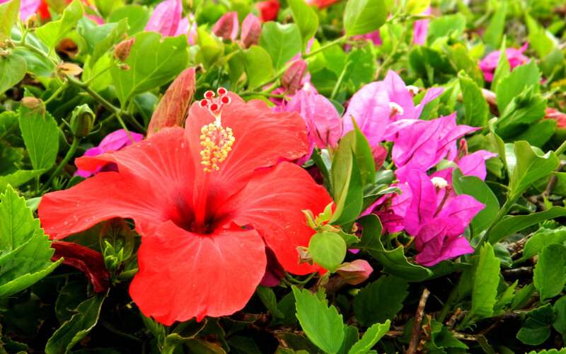 Red Hibiscus Flower — Vibrant, Afternoon, Photograph, Green Leaves, Pink Flowers
