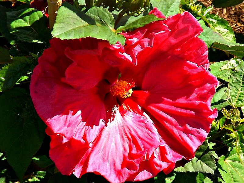 Red Hibiscus Flower — Vibrant, Afternoon, Photograph, Green Leaves, Sunlight