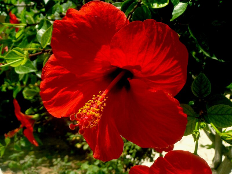 Red Hibiscus Flower — Vibrant, Afternoon, Photograph, Green Leaves, Yellow Stamen