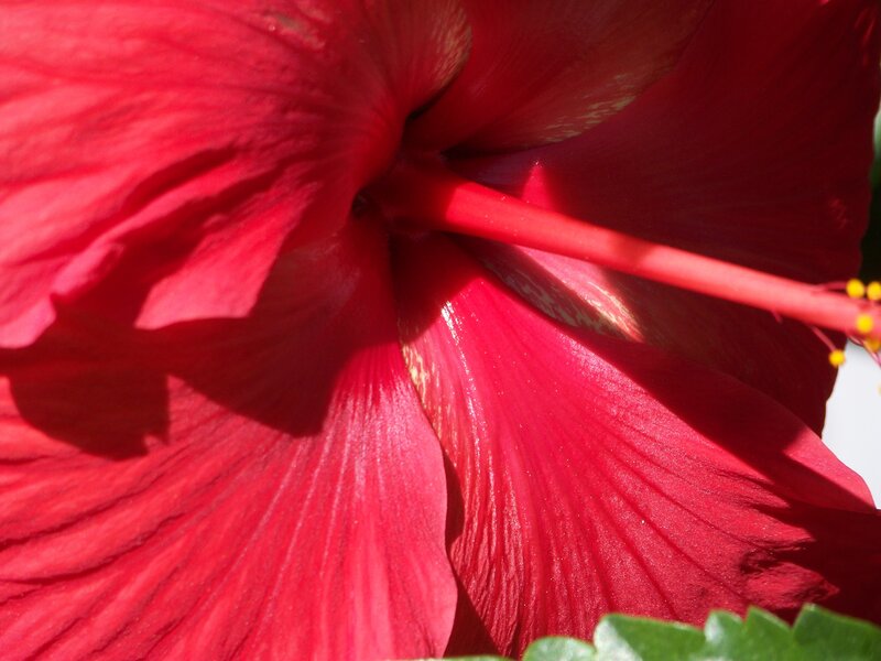 Red Hibiscus Flower — Vibrant, Afternoon, Photograph, Petals