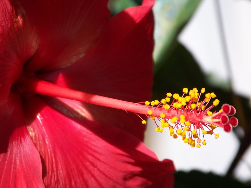 Red Hibiscus Flower — Vibrant, Afternoon, Photograph, Stamen