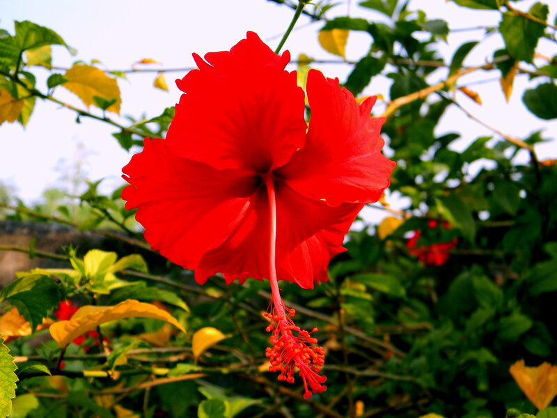 Red Hibiscus Flower — Vibrant, Afternoon, Photograph