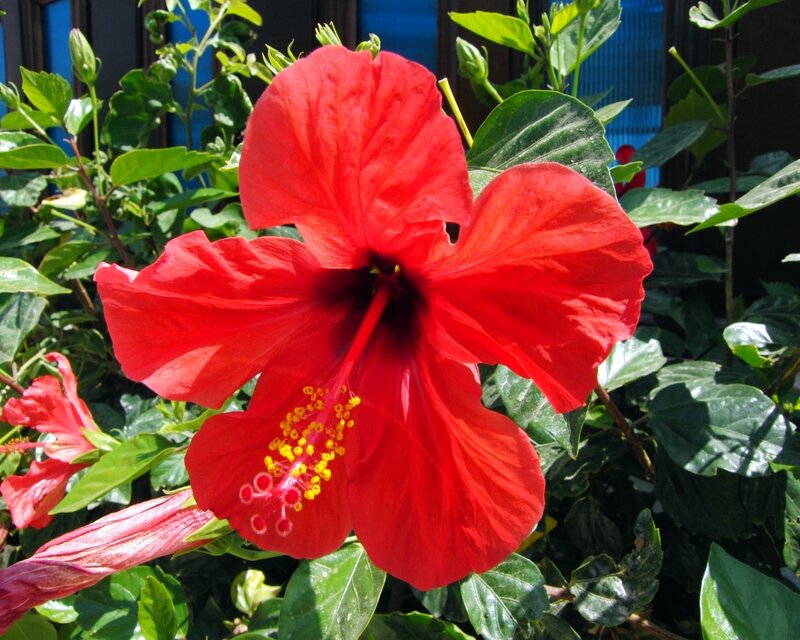 Red Hibiscus Flower — Vibrant, Afternoon