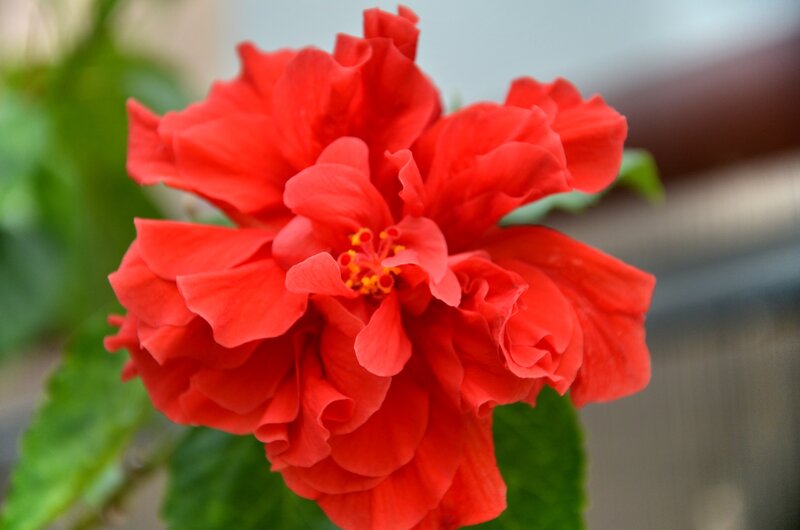 Red Hibiscus Flower — Vibrant, Photograph, Green Leaves