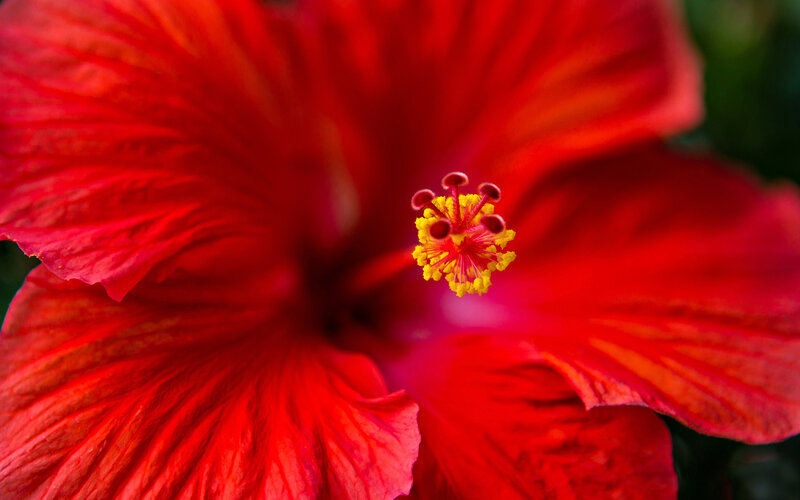 Red Hibiscus Flower — Vibrant, Photograph, Petals