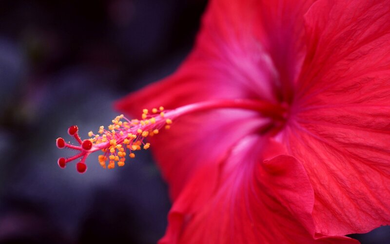 Red Hibiscus Flower — Vibrant, Photograph, Stamen, Petal