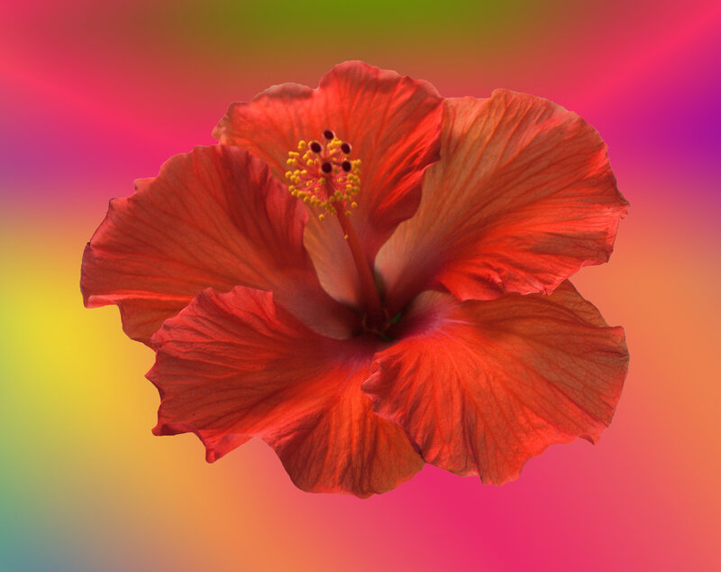 Red Hibiscus Flower — Vibrant, Photograph, Stamen