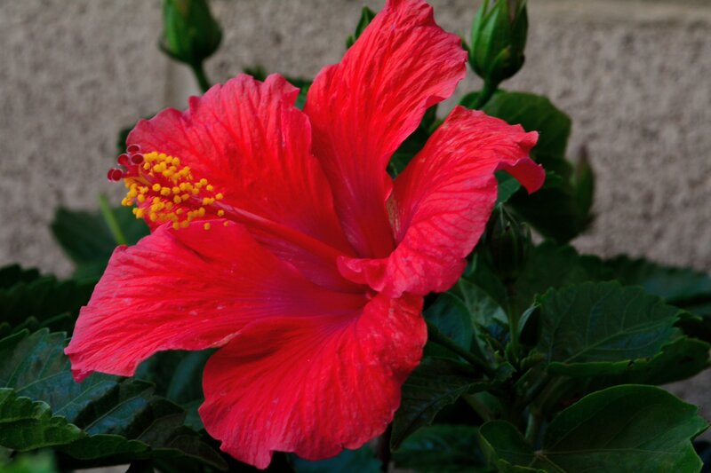 Red Hibiscus Flower — Vibrant, Photograph, Yellow Stamen