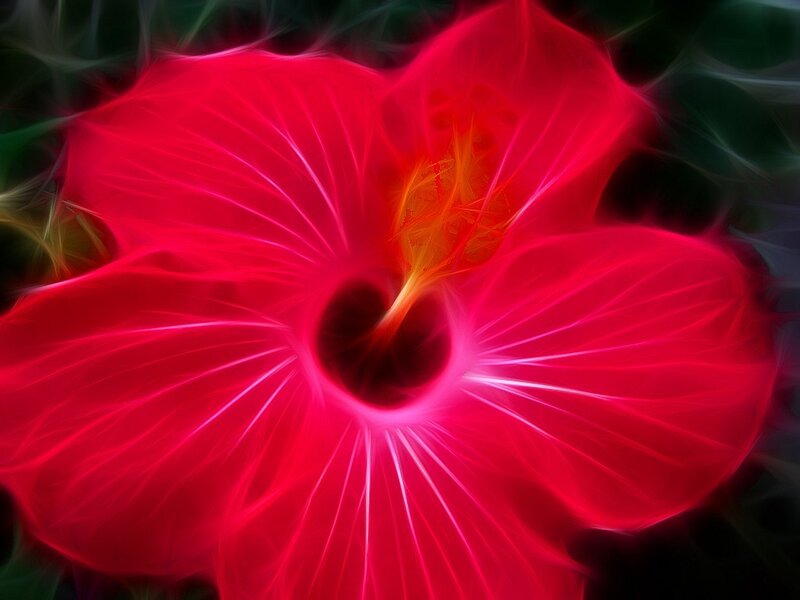 Red Hibiscus Flower — Vibrant