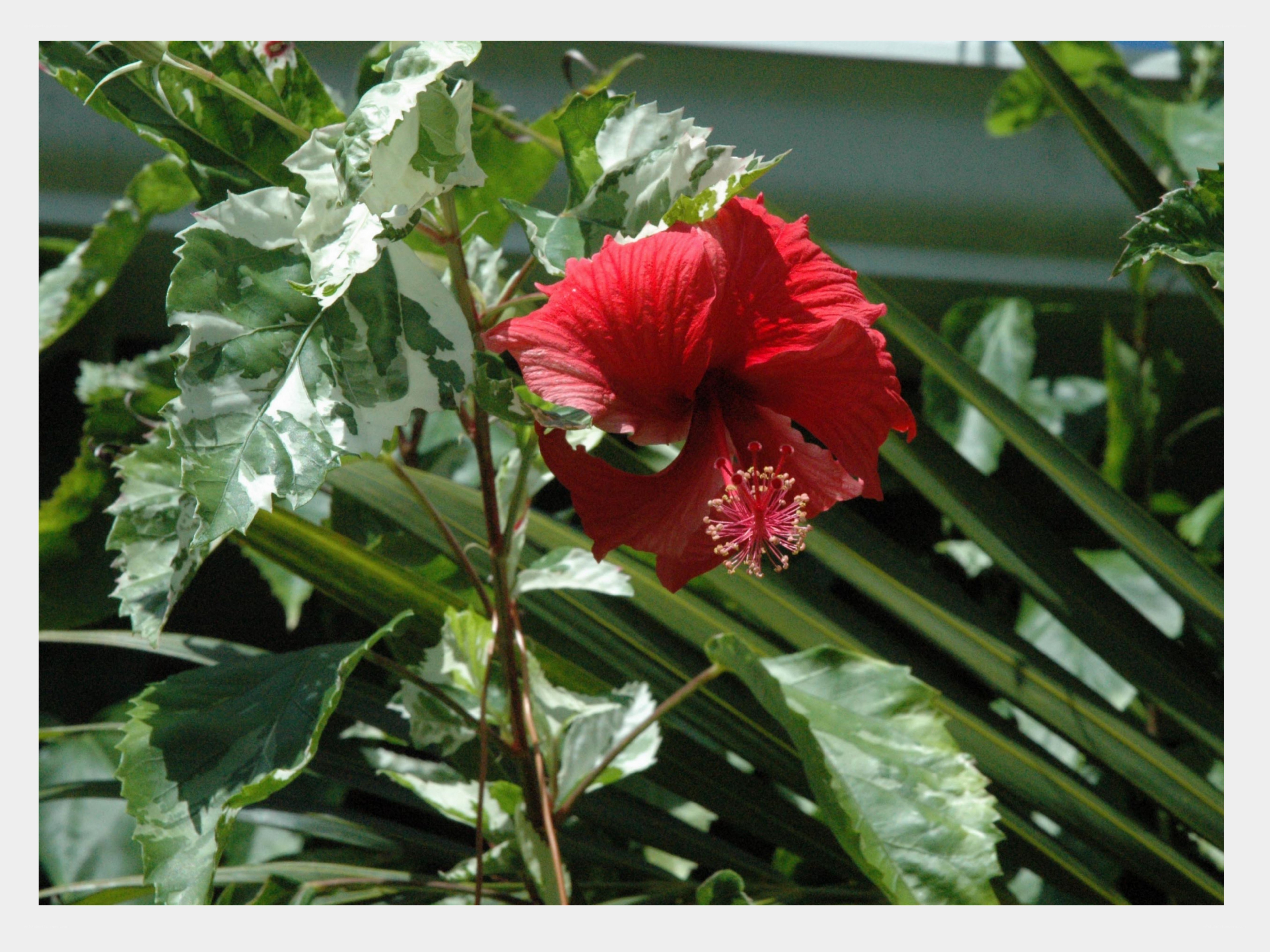Red hibiscus flower with variegated leaves