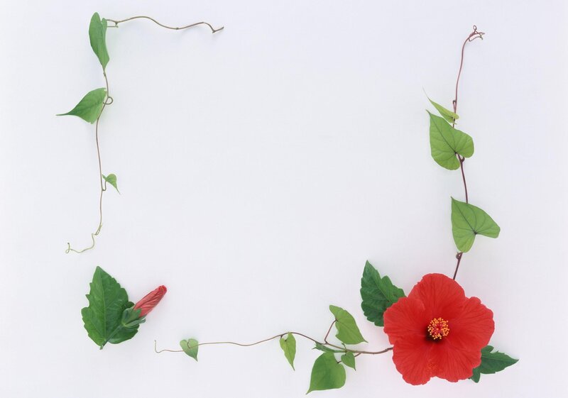 Red hibiscus flower with vines