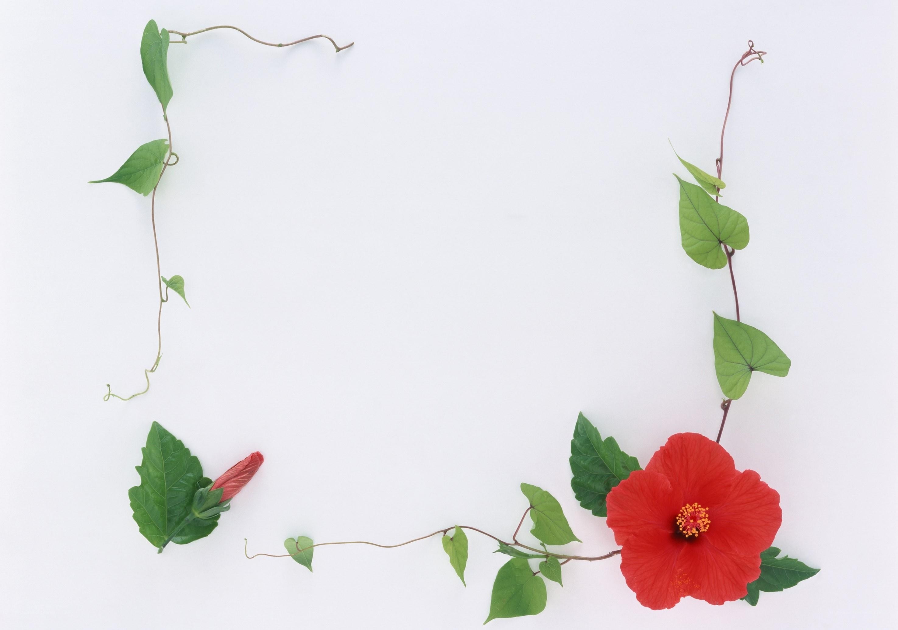 Red hibiscus flower with vines