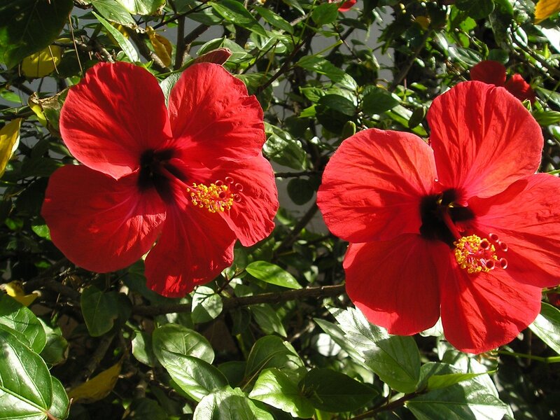 Red Hibiscus Flowers — Bright, Afternoon