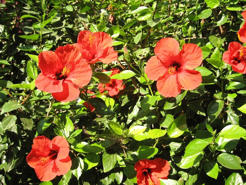 Red Hibiscus Flowers — Bright