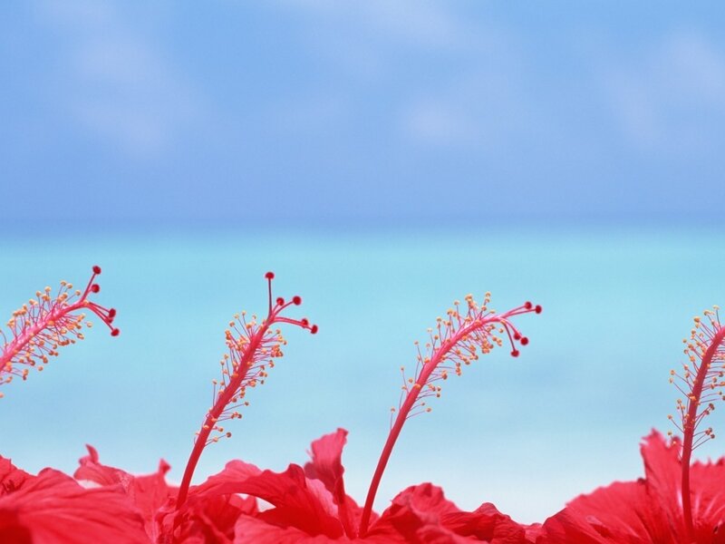 Red hibiscus flowers by the sea