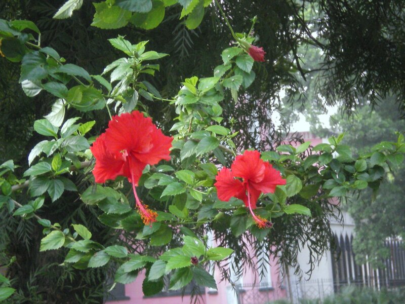 Red Hibiscus Flowers — Calm, Afternoon, Photograph, Green Leaves, Pink Building