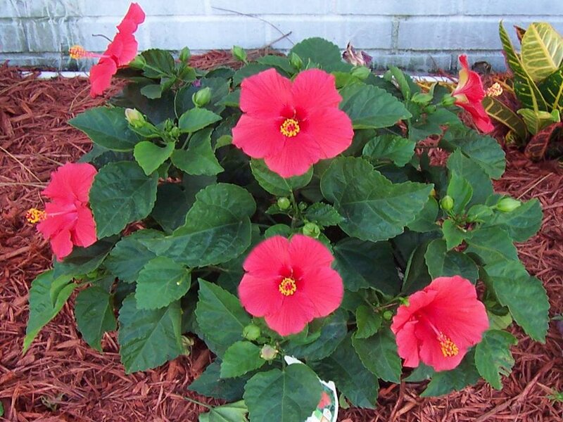 Red Hibiscus Flowers — Calm, Afternoon