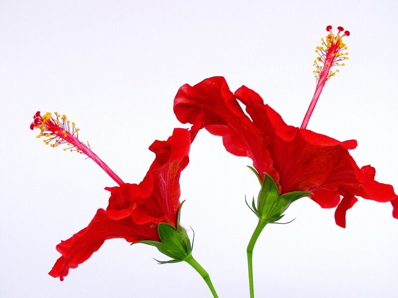 Red Hibiscus Flowers — Calm, Photograph, Stamen