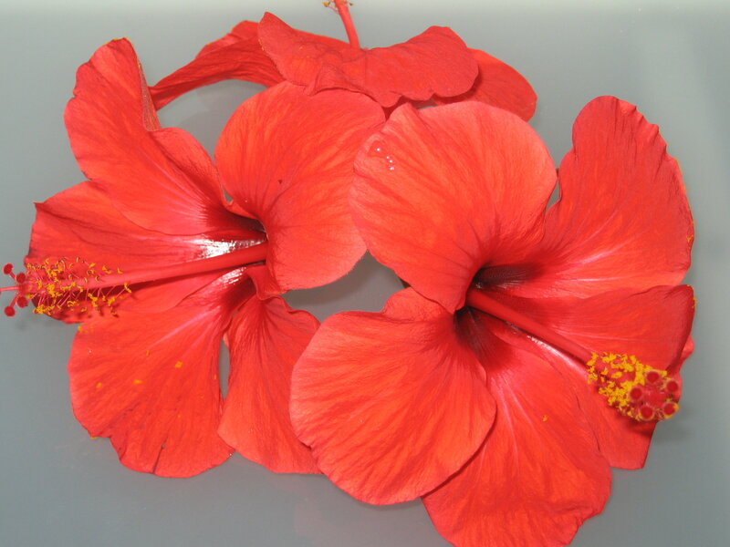 Red Hibiscus Flowers — Calm, Photograph