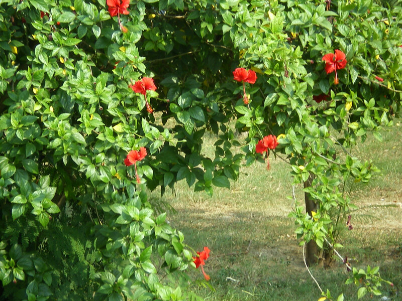 Red Hibiscus Flowers — Calm