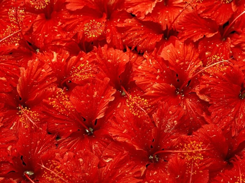 Red hibiscus flowers close-up