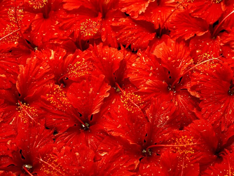 Red hibiscus flowers close-up