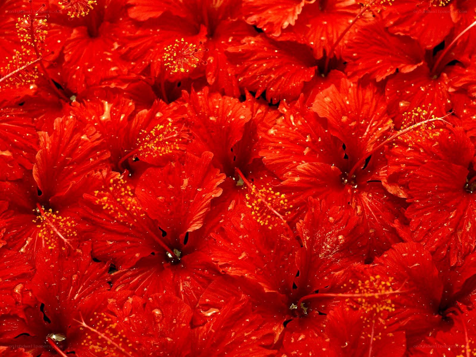 Red hibiscus flowers close-up
