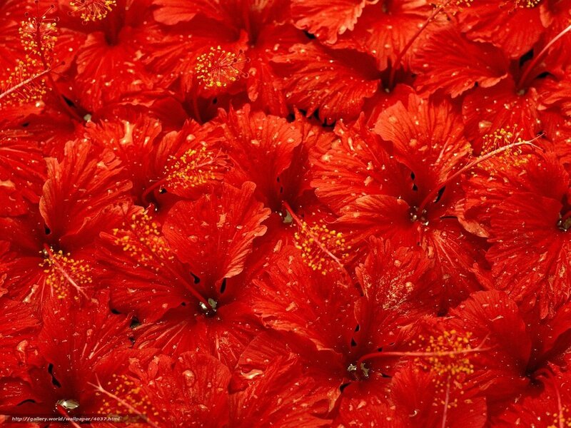Red hibiscus flowers close-up