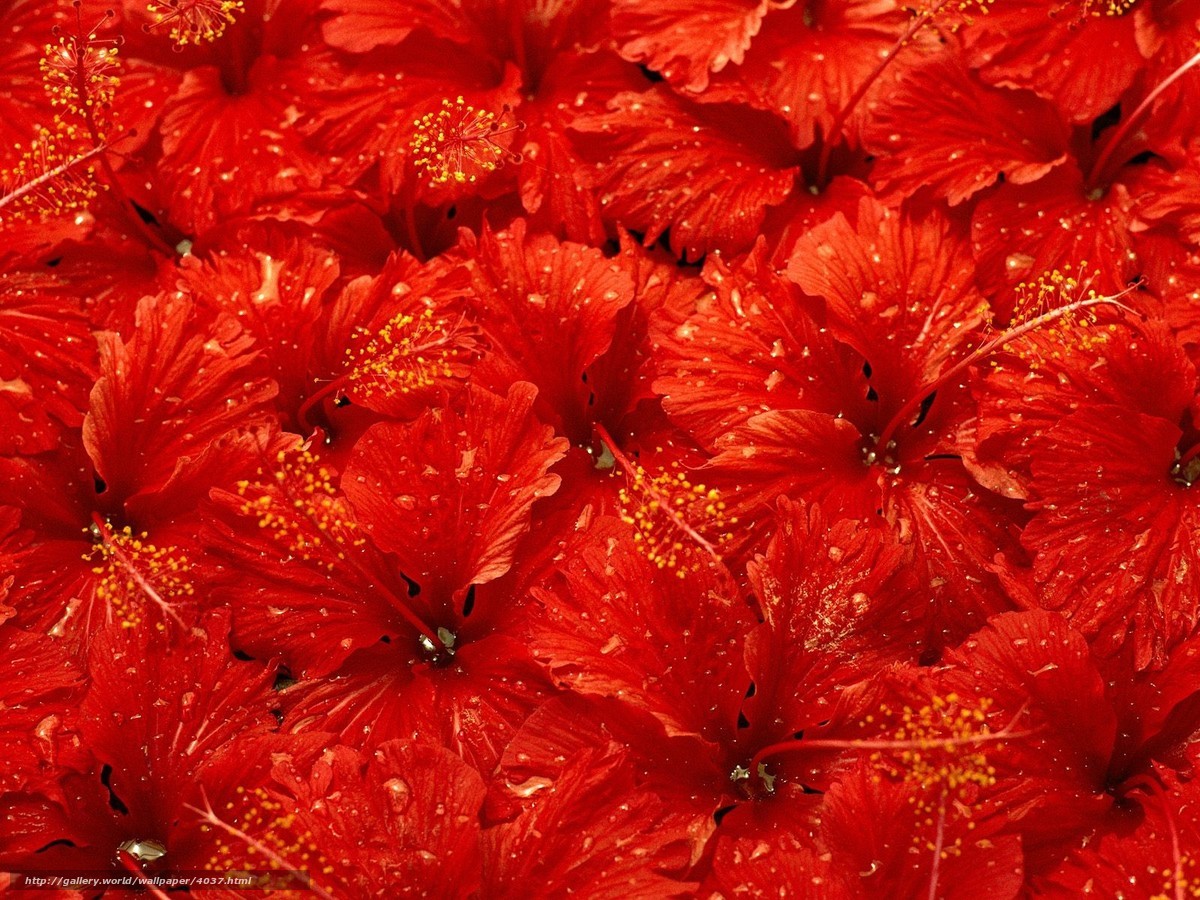 Red hibiscus flowers close-up