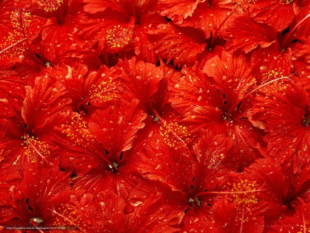 Red hibiscus flowers close-up