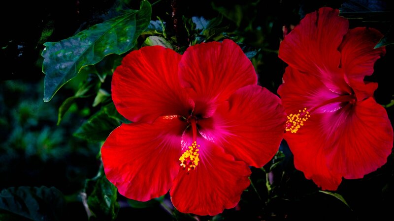 Red Hibiscus Flowers — Dramatic, Photograph, Leaves
