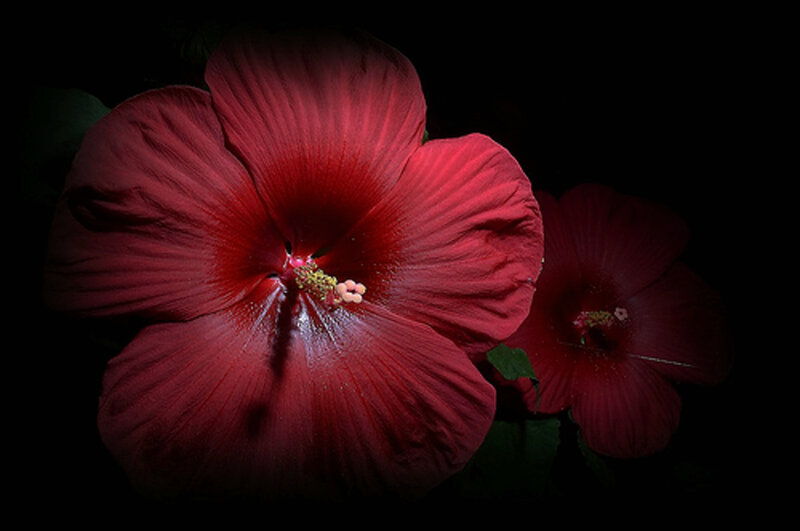 Red Hibiscus Flowers — Dramatic, Photograph