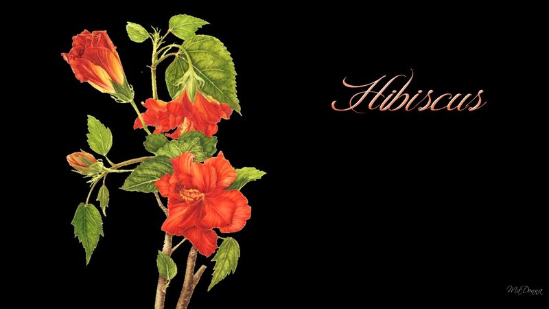 Red Hibiscus Flowers — Dramatic