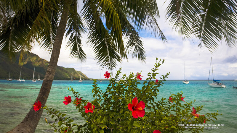 Red Hibiscus Flowers — Green, Serene, Afternoon